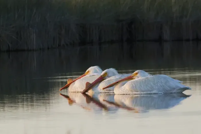 Framed Print : American White Pelicans