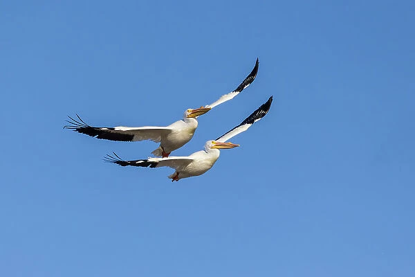 American White Pelicans in flight, Clinton County, Illinois