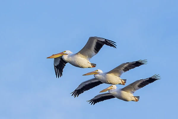 American White Pelicans in flight, Clinton County, Illinois