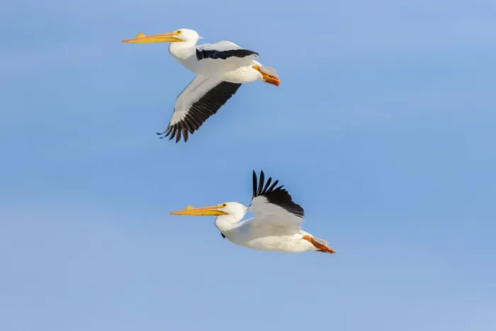 Framed Print : American white pelicans flying, Clinton County, Illinois Framed Print : American white pelicans flying, Clinton County, Illinois