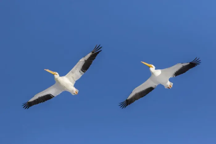Framed Print : American white pelicans flying, Clinton County, Illinois Framed Print : American white pelicans flying, Clinton County, Illinois