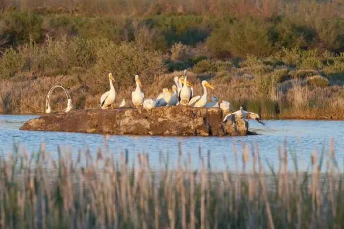Framed Print : American White Pelicans on small island rookery (Pelecanus erythrorhynchos) at Storer-Saratoga Framed Print : American White Pelicans on small island rookery (Pelecanus erythrorhynchos) at Storer-Saratoga