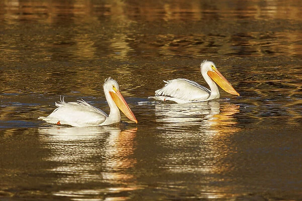 American White Pelicans swimming at sunrise, Clinton County, Illinois