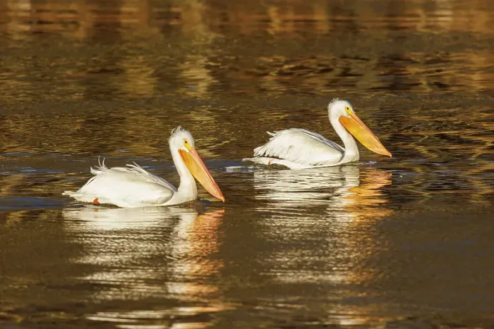 Framed Print : American White Pelicans swimming at sunrise, Clinton County, Illinois Framed Print : American White Pelicans swimming at sunrise, Clinton County, Illinois
