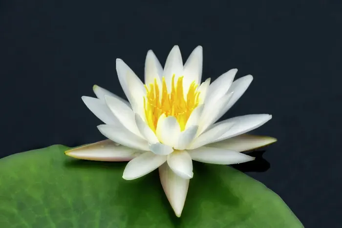 Framed Print : American white water lily