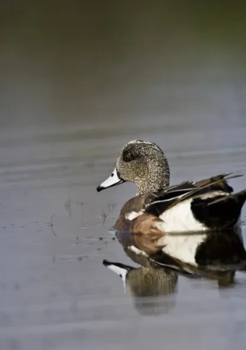 Framed Print : American Widgeon, Anas americana, Welder flats, Texas