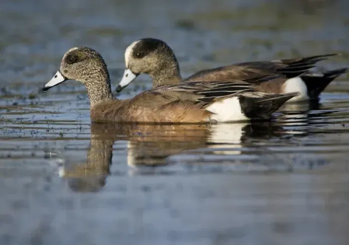 Framed Print : American Widgeon pair feeding, Anas americana, Welder flats, Texas Framed Print : American Widgeon pair feeding, Anas americana, Welder flats, Texas