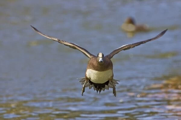 American Wigeon (Anas americana) male landing on pond, winter