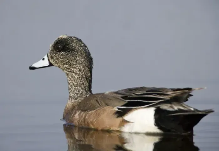 Framed Print : American Wigeon, Anas americana, Welder flats, Texas Framed Print : American Wigeon, Anas americana, Welder flats, Texas