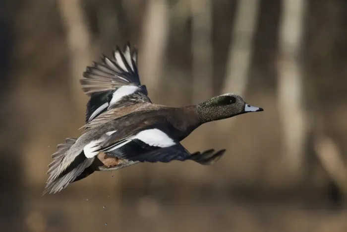 Framed Print : American wigeon drake