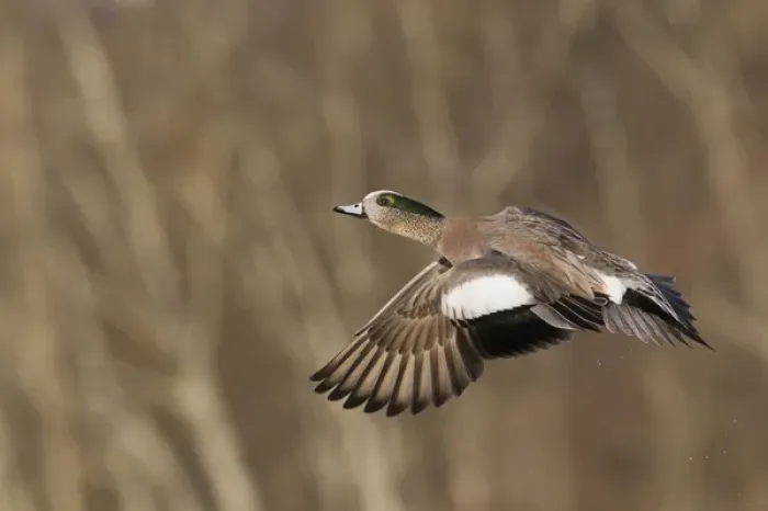 Framed Print : American Wigeon in Flight Framed Print : American Wigeon in Flight