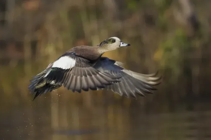 Framed Print : American Wigeon Taking Flight Framed Print : American Wigeon Taking Flight