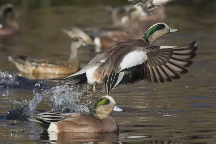 Framed Print : American Wigeon Taking Flight