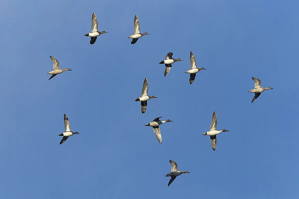 American wigeons and northern pintails in flight, Bosque del Apache NWR, New Mexico