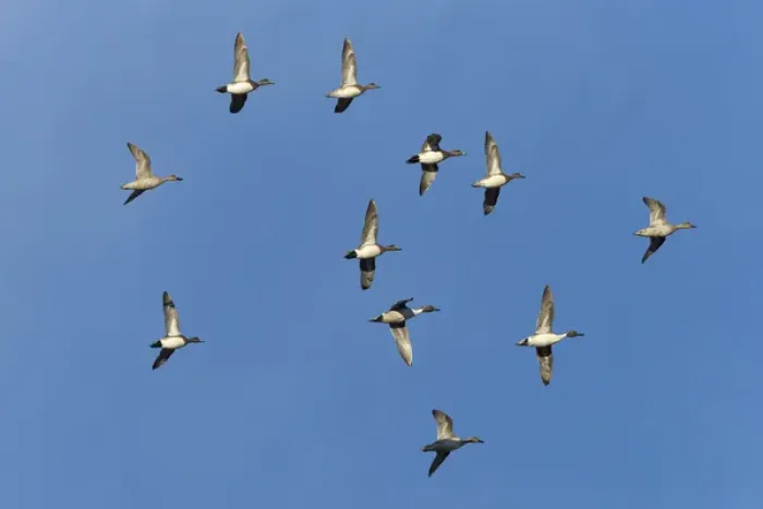 Framed Print : American wigeons and northern pintails in flight, Bosque del Apache NWR, New Mexico