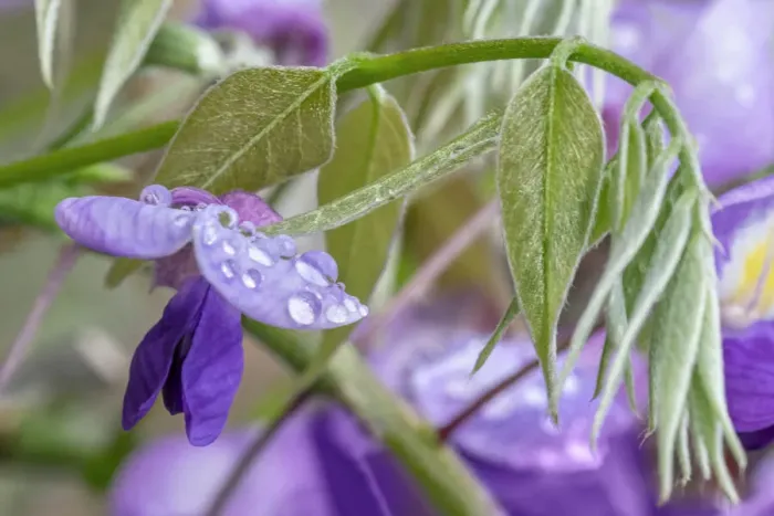 Framed Print : American Wisteria