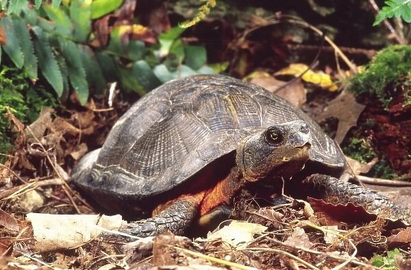 American Wood Turtle, Clemmys insculpta, Central Pennsylvania