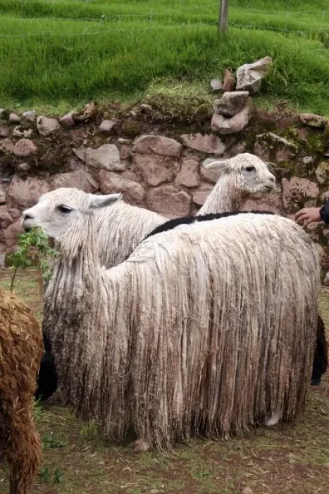 Framed Print : Americas, Peru. Suri Alpaca, valued for their wool for weaving textiles, at Awana