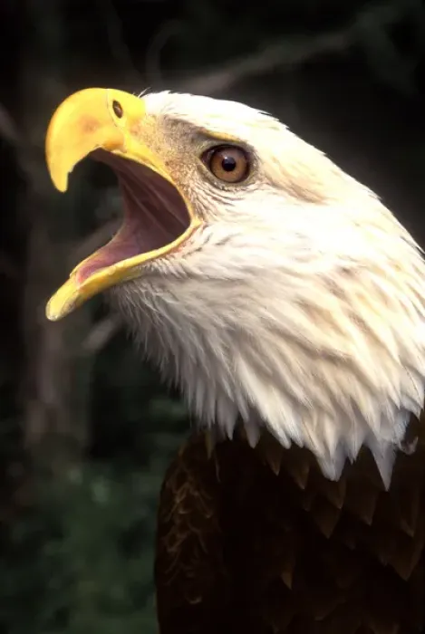 Framed Print : Americas Symbol - The Bald Eagle in Nature Framed Print : Americas Symbol - The Bald Eagle in Nature