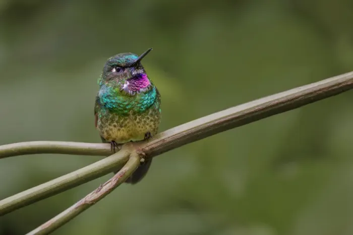 Framed Print : Amethyst-throated Sunangel. Ecuador Framed Print : Amethyst-throated Sunangel. Ecuador