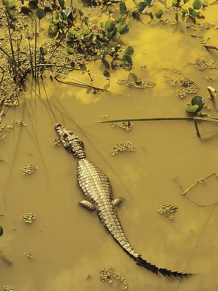 AMPH-110 Caiman (Caiman crocodilus yacare) in lilly pads. Pantanal, Mato Grosso do Sul, Brazil