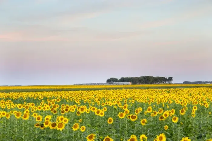 Framed Print : AMTRAK Train passes by field of sunflowers in Michigan, North Dakota, USA Framed Print : AMTRAK Train passes by field of sunflowers in Michigan, North Dakota, USA