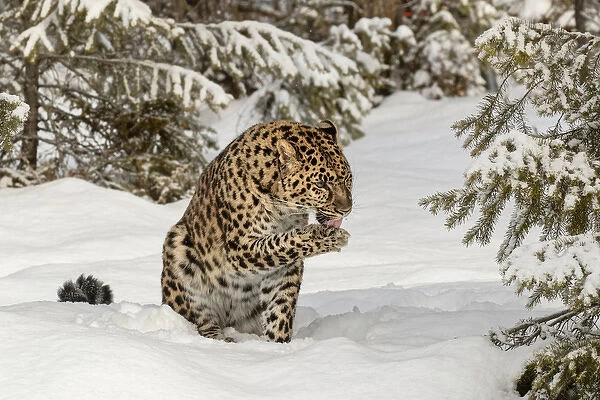 Amur Leopard (Captive) in winter, Panthera pardus orientalis