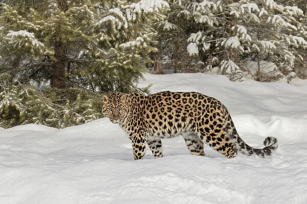 Amur Leopard (Captive) in winter, Panthera pardus orientalis