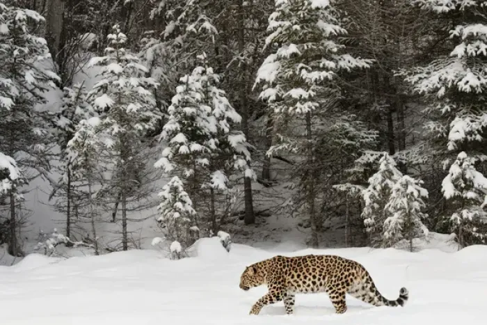 Framed Print : Amur Leopard (Captive) in winter, Panthera pardus orientalis