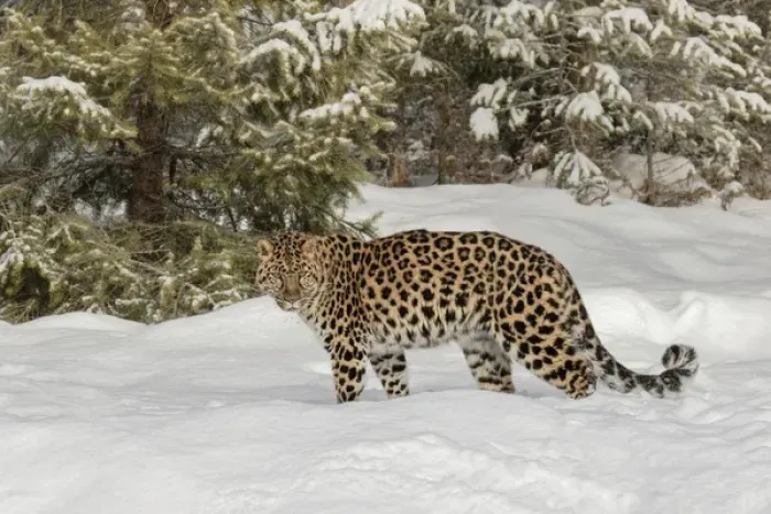 Framed Print : Amur Leopard (Captive) in winter, Panthera pardus orientalis Framed Print : Amur Leopard (Captive) in winter, Panthera pardus orientalis