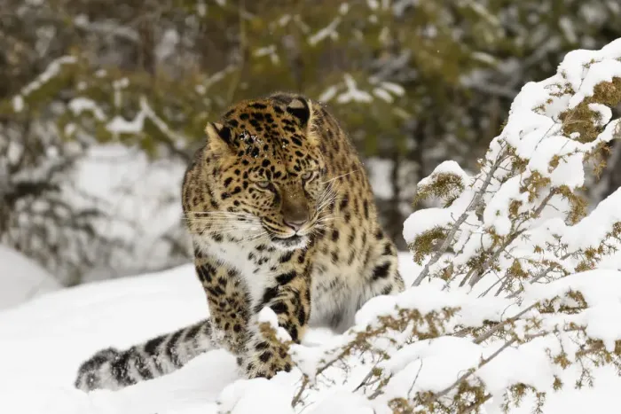 Framed Print : Amur leopard, Panthera pardus orientalis, controlled situation Framed Print : Amur leopard, Panthera pardus orientalis, controlled situation