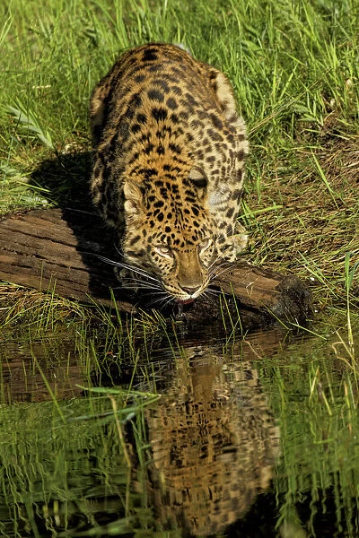 Amur Leopard and reflection while drinking, Panthera pardus orientalis, Captive