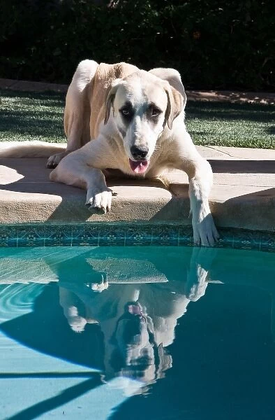 An Anatolian Shepherd puppy poolside with one paw in water