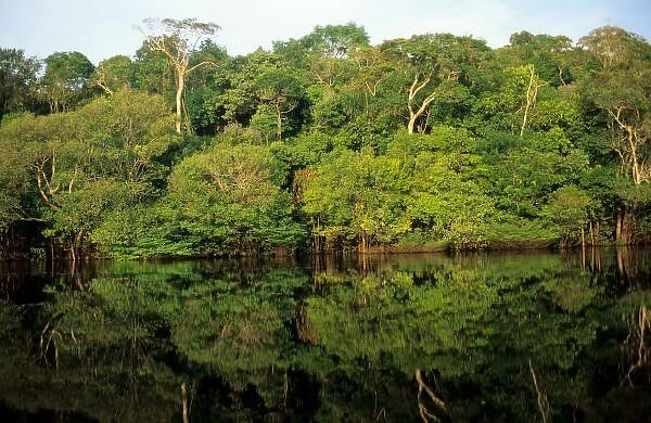 Anavilhanas, Amazonas, Brazil. Rainforest river bank reflected in the water of the river