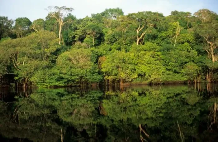 Framed Print : Anavilhanas, Amazonas, Brazil. Rainforest river bank reflected in the water of the river