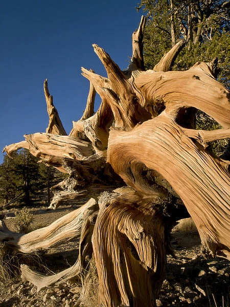 Ancient Bristlecone Forest, White Mountains, CA