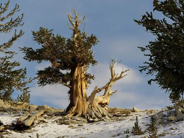 Framed Print : Ancient Bristlecone Pine Forest, fall, White Mountains, Big Pine, California