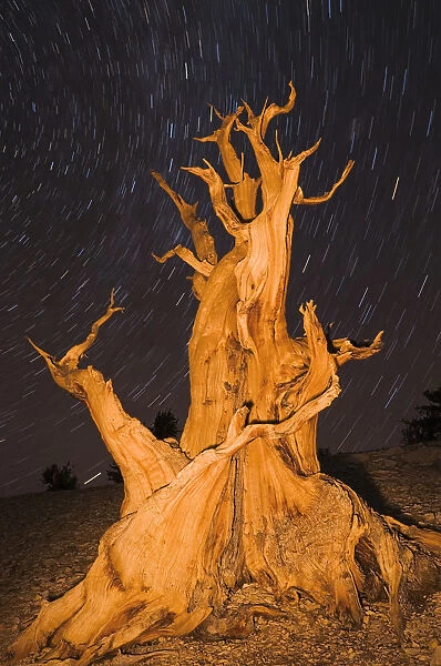 Ancient Bristlecone Pine (Pinus longaeva) under starry sky in the Patriarch Grove