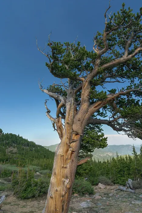 Framed Print : Ancient bristlecone pines, Mount Evans Wilderness Area, Colorado Framed Print : Ancient bristlecone pines, Mount Evans Wilderness Area, Colorado