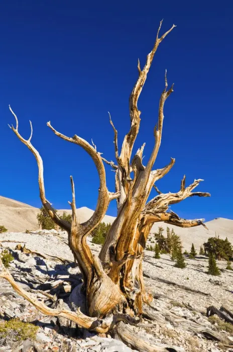 Framed Print : Ancient Bristlecone Pines (Pinus longaeva) in the Patriarch Grove, Ancient Bristlecone Pine Forest Framed Print : Ancient Bristlecone Pines (Pinus longaeva) in the Patriarch Grove, Ancient Bristlecone Pine Forest
