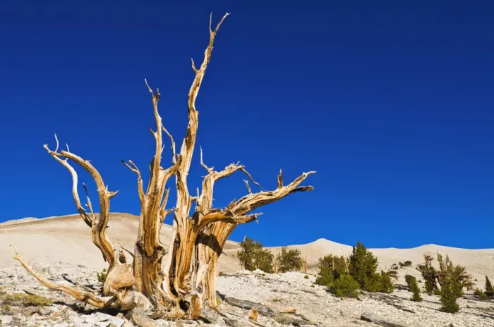 Framed Print : Ancient Bristlecone Pines (Pinus longaeva) in the Patriarch Grove, Ancient Bristlecone Pine Forest