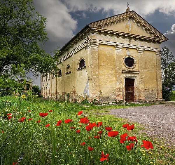 Ancient church ruin surrounded by bright reed poppies. Montalcino. Tuscany, Italy