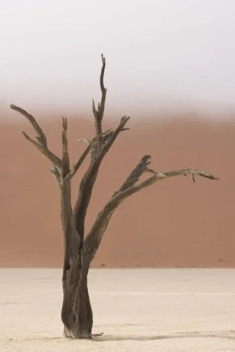 Framed Print : Ancient dead camelthorn acacia trees in the dry lakebed of Deadvlei, Namib-Naukluft National Park Framed Print : Ancient dead camelthorn acacia trees in the dry lakebed of Deadvlei, Namib-Naukluft National Park