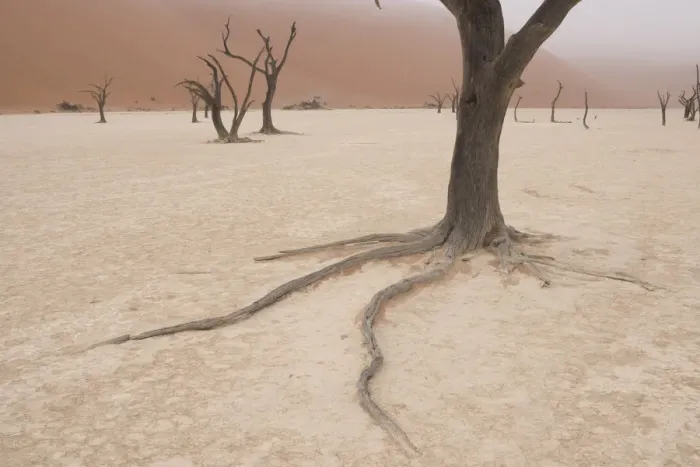 Framed Print : Ancient dead Camelthorn Acacia trees survived in years past by spreading out long roots