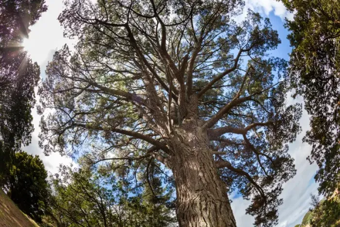 Framed Print : Ancient Pine above Auckland, NZ