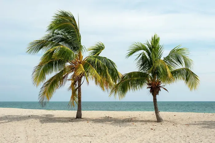 Framed Print : Ancon beach, Cuba. Two palm trees on the shoreline of Ancon beach, Cuba