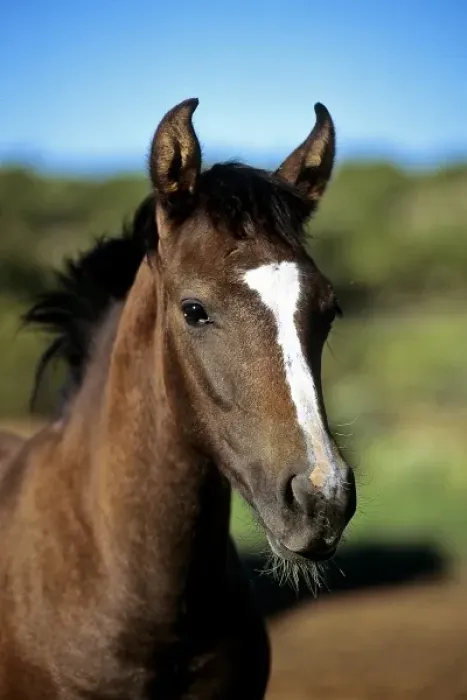 Framed Print : Andalusian Colt, PR Framed Print : Andalusian Colt, PR