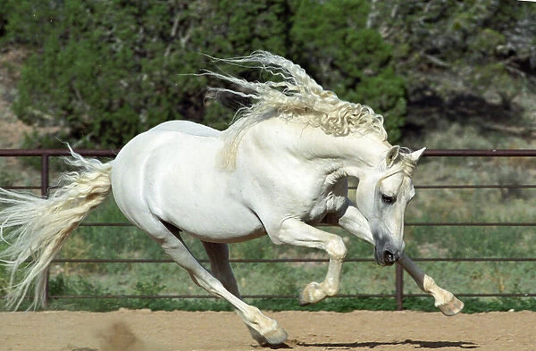 Andalusian Stallion running, PR