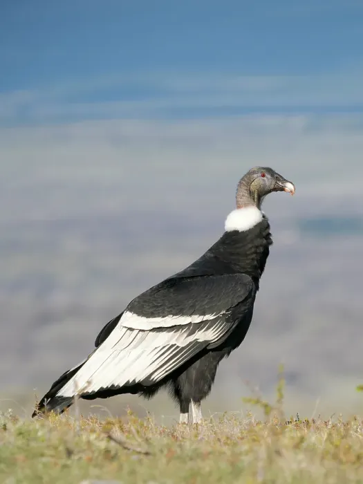 Framed Print : Andean condor female in Patagonia. South America, Chile, Magallanes. (Editorial Use Only) Framed Print : Andean condor female in Patagonia. South America, Chile, Magallanes. (Editorial Use Only)