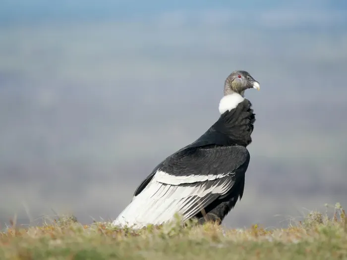 Framed Print : Andean condor female in Patagonia. South America, Chile, Magallanes. (Editorial Use Only) Framed Print : Andean condor female in Patagonia. South America, Chile, Magallanes. (Editorial Use Only)